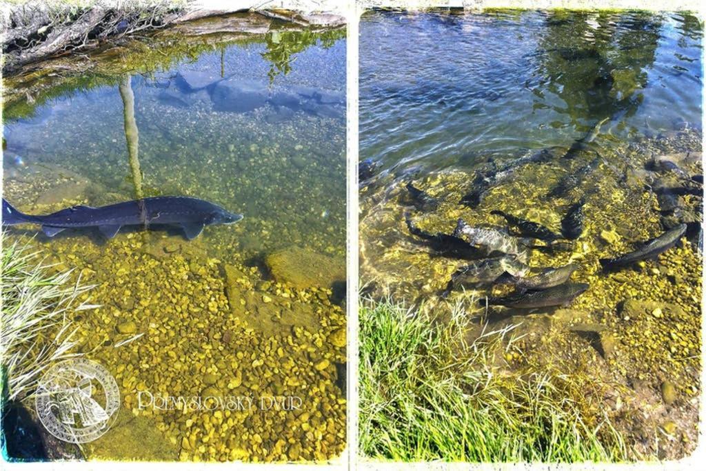 شقة Premyslovsky Dvur Slezske Pavlovice المظهر الخارجي الصورة